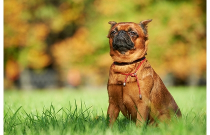 🐶 Brabantík – Grifonek brabantský je veselý psík plný života, který je vždy připraven rozveselit a potěšit svého pána.  Nevyniká přílišnou mrštností ani rychlostí a je spíše rozvážný. Nikdy však nepokazí žádnou zábavu a rád se zúčastňuje dětských her. Vždy je ale nutné zohlednit, že se rychleji unaví a zahřívá. Brabantík je velice závislý na svém majiteli a není rád sám. Je citlivý a rád se mazlí. Pořizovat by si ho měli pouze majitelé, kteří s ním chtějí trávit většinu času a jsou připraveni, že jim bude stále v patách.  