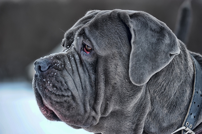<p class="highlight">🐶 Neapolský mastin je impozantní, nepřehlédnutelný a nezaměnitelný pes. </p>

<div>Především jeho hlava a krk jsou pokryty volnou kůží s hlubokými vráskami a záhyby. Neapolský mastin má nejen osobitý vzhled, ale také charakter. Rozhodně to není pes vhodný pro každého. Potřebuje zkušeného pána, který mu bude nezpochybnitelnou autoritou a kterého pak bude oddaně milovat a respektovat. Ke své rodině má silnou citovou vazbu a všechny členy důsledně a neohroženě brání. Neapolský mastin se snaží být stále v přítomnosti svého majitele a velmi špatně snáší samotu. Před tím, než si tohoto psa pořídíte, je nutné zvážit, zda máte dostatek času se mu plně věnovat. Každý majitel neapolského mastina také musí počítat s velkými nároky na péči a s vysokými výdaji za veterinární péči. Kdo si však toto plemeno jednou zamiluje, ten mu už zpravidla zůstává věrný. </div>
<div> </div>