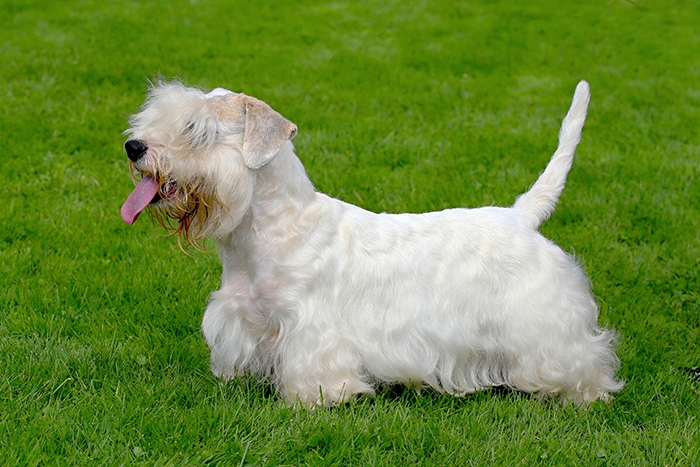 <p class="highlight">🐶 Sealyham teriér je malý, odvážný, láskyplný pes, který se v současnosti chová především jako rodinný společník nebo výstavní pes. </p>
<div>Oproti jiným teriérům má menší nároky na pohyb, je celkově klidnější a jeho chov zvládne i méně zkušený chovatel. Protože sealyham teriér prodělal od svého vzniku hodně změn, včetně změn proporcí, je dnes v lovecké praxi využíván jen minimálně. Stále si však zachovává své lovecké sklony, rád štěká a velice rád hrabe. Výcvik tohoto sympatického psíka není složitý. Ke svému majiteli je tento pes velmi loajální a snaží se mu vyhovět. Sealyham teriér se dobře přizpůsobuje životu v bytě a lze jej chovat ve městech. Z hlediska nároků na péči se jedná o nenáročného psa, s nímž jeho majitel nebude mít hodně práce.</div>
<div> </div>
