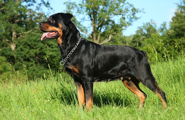 <p class="highlight">🐶 Rotvajler je mohutný rodinný, hlídací i pracovní pes, který se dokonale přizpůsobí potřebám svého pána. </p>

<div>Při správné výchově je vyrovnaným, klidným a mírumilovným psem, který miluje děti a je své rodinně naprosto oddaný. Není však vhodný pro začínající a nezkušené chovatele, potřebuje důslednou, sebejistou, avšak laskavou výchovu již od štěněcího věku. V opačném případě může být dominantní a vzhledem ke své síle a velikosti značně nebezpečný.  Řadí se mezi oblíbená policejní plemena.</div>
<div> </div>