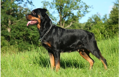 🐶 Rotvajler je mohutný rodinný, hlídací i pracovní pes, který se dokonale přizpůsobí potřebám svého pána.   Při správné výchově je vyrovnaným, klidným a mírumilovným psem, který miluje děti a je své rodinně naprosto oddaný. Není však vhodný pro začínající a nezkušené chovatele, potřebuje důslednou, sebejistou, avšak laskavou výchovu již od štěněcího věku. V opačném případě může být dominantní a vzhledem ke své síle a velikosti značně nebezpečný.  Řadí se mezi oblíbená policejní plemena.  