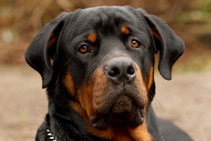 🐶 Rotvajler je mohutný rodinný, hlídací i pracovní pes, který se dokonale přizpůsobí potřebám svého pána. Při správné výchově je vyrovnaným, klidným a mírumilovným psem, který miluje děti a je své rodinně naprosto oddaný. Není však vhodný pro začínající a nezkušené chovatele, potřebuje důslednou, sebejistou, avšak laskavou výchovu již od štěněcího věku. V opačném případě může být dominantní a vzhledem ke své síle a velikosti značně nebezpečný.  Řadí se mezi oblíbená policejní plemena. 