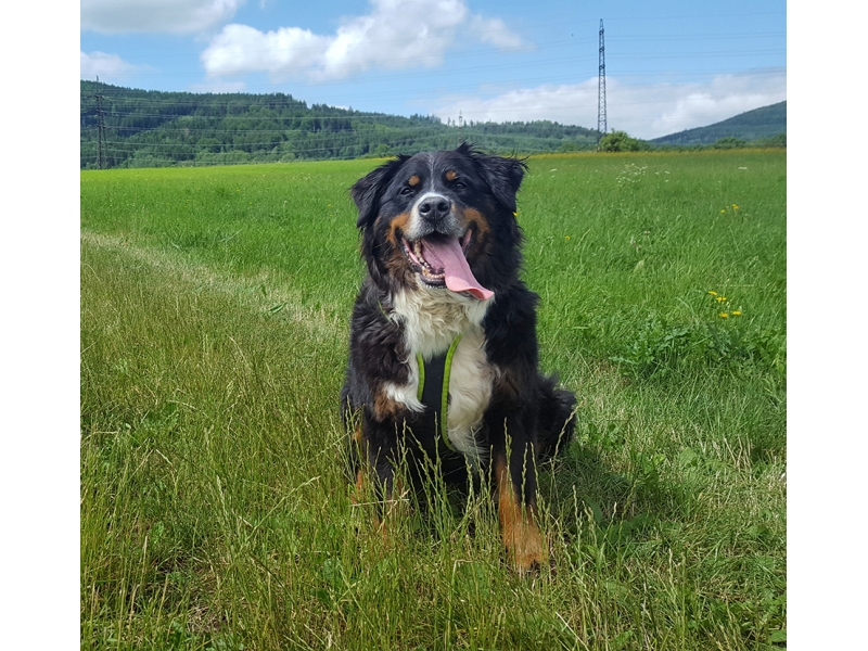 🐶 Bernský salašnický pes (Berňák) je znám jako věrný, láskyplný a inteligentní pes, který je velmi dychtivý potěšit svého pána. Bernský salašnický pes je jedním ze zástupců švýcarských plemen. Ve své domovině byl vyšlechtěn jako univerzální farmářský pes, který svému majiteli pomáhal s hlídáním a naháněním stád ovcí a dobytka, s taháním vozíků a břemen a v neposlední řadě mu byl dobrým a věrným společníkem. Dnes se se ním setkáváme především jako s oblíbeným rodinným psem. Jeho hlavními přednostmi je atraktivní vzhled a vyrovnaná povaha. Bernský salašnický pes není vhodný k chovu v bytě a nejlépe mu proto bude u rodinného domku se zahradou v malém městě nebo na venkově. Přestože je bernský salašnický pes běžně rozšířeným plemenem, má poměrně malý genetický fond, což je příčinou většího výskytu dědičných chorob. 