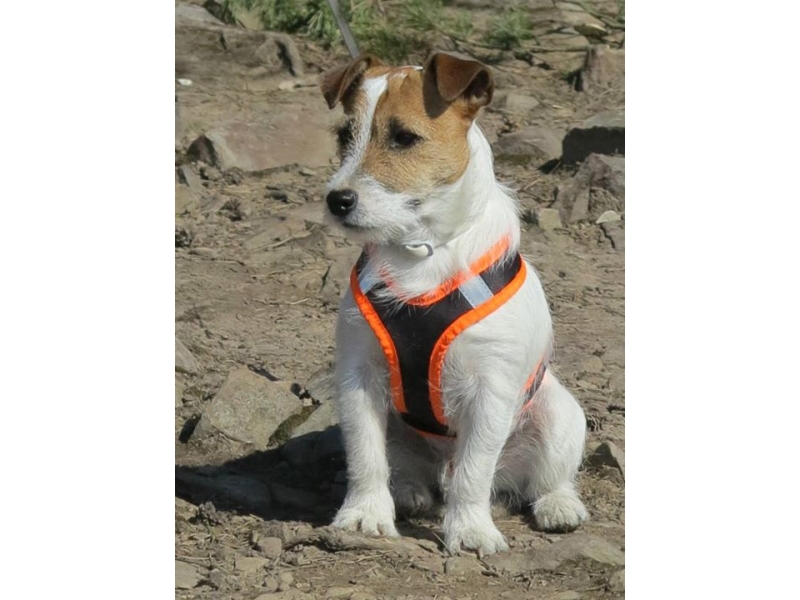 🐶 Jack Russell teriér je energický lovecký pes malého vzrůstu. Má velmi přátelskou povahu a miluje všechny děti bez rozdílu. Zástupci této rasy nejsou a nikdy nebudou gaučovými povaleči. Pokud ho nezaměstnáte, bude se nudit a sám si vyhledá nějakou činnost. Bude štěkat, hrabat, roztrhá pohovku nebo koberec, zkrátka udělá vše pro to, aby si krátil dlouhou chvíli. Je nutné počítat s jeho přirozeným loveckým instinktem, ale pokud od malička vyrůstá s jinými zvířaty v domácnosti, naučí se je respektovat a neublíží jim. Jack Russell teriér potřebuje důslednou výchovu. Tito psi jsou od přírody samostatní a zvyklí se sami rozhodovat. Příliš benevolentnímu majiteli brzo přerostou přes hlavu a budou si dělat, co se jim zlíbí. Naopak správně vychovaný Jackee bude milým a oddaným členem rodiny a bude svému majiteli přinášet každodenní radost, lásku a bude ho bavit svou hravostí.  
