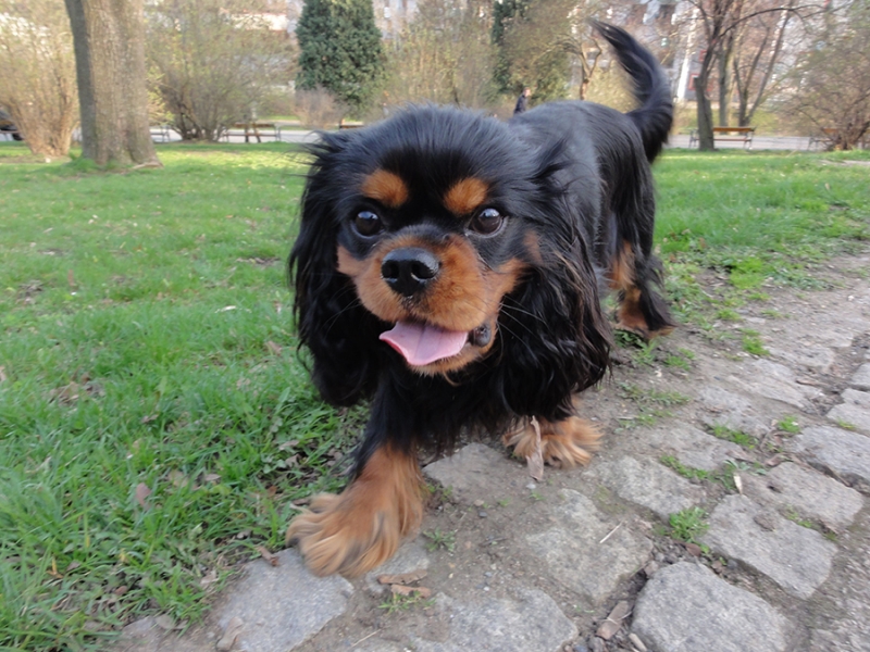 🐶 Kavalír King Charles španěl je malý, společenský pes s vyváženou stavbou těla a velmi klidnou, vyrovnanou a přátelskou povahou. Od pradávna byl chován ve společnosti lidí a jejich přítomnost je pro něj dodnes zásadní. Kavalír potřebuje sdílet svůj život s lidmi a je velmi přizpůsobivý svému majiteli. Dokáže být čilý a aktivní nebo vyložený gaučový povaleč. Je to pes určený k chovu v bytě. Snadno a rád se učí novým věcem a jeho výcvik není náročný. Díky své inteligenci a lásce ke sportu se uplatní v mnoha psích sportovních disciplínách, jakými jsou agility, flyball, dogdancing nebo frisbee. Jeho něžná duše potřebuje pozitivní přístup. Díky své vyrovnané a nezáludné povaze je toto plemeno vhodné i pro začínající chovatele.  