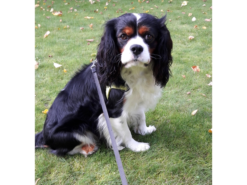 🐶 Kavalír King Charles španěl je malý, společenský pes s vyváženou stavbou těla a velmi klidnou, vyrovnanou a přátelskou povahou. Od pradávna byl chován ve společnosti lidí a jejich přítomnost je pro něj dodnes zásadní. Kavalír potřebuje sdílet svůj život s lidmi a je velmi přizpůsobivý svému majiteli. Dokáže být čilý a aktivní nebo vyložený gaučový povaleč. Je to pes určený k chovu v bytě. Snadno a rád se učí novým věcem a jeho výcvik není náročný. Díky své inteligenci a lásce ke sportu se uplatní v mnoha psích sportovních disciplínách, jakými jsou agility, flyball, dogdancing nebo frisbee. Jeho něžná duše potřebuje pozitivní přístup. Díky své vyrovnané a nezáludné povaze je toto plemeno vhodné i pro začínající chovatele.  