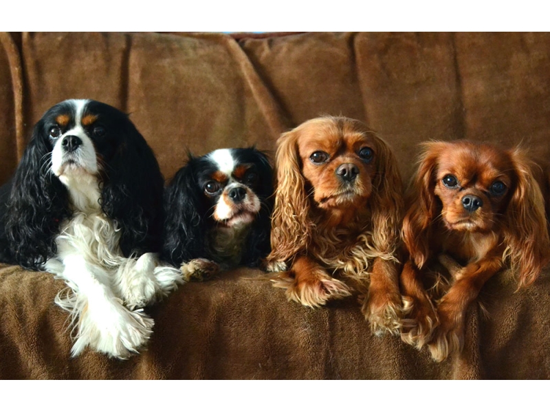 🐶 Kavalír King Charles španěl je malý, společenský pes s vyváženou stavbou těla a velmi klidnou, vyrovnanou a přátelskou povahou. Od pradávna byl chován ve společnosti lidí a jejich přítomnost je pro něj dodnes zásadní. Kavalír potřebuje sdílet svůj život s lidmi a je velmi přizpůsobivý svému majiteli. Dokáže být čilý a aktivní nebo vyložený gaučový povaleč. Je to pes určený k chovu v bytě. Snadno a rád se učí novým věcem a jeho výcvik není náročný. Díky své inteligenci a lásce ke sportu se uplatní v mnoha psích sportovních disciplínách, jakými jsou agility, flyball, dogdancing nebo frisbee. Jeho něžná duše potřebuje pozitivní přístup. Díky své vyrovnané a nezáludné povaze je toto plemeno vhodné i pro začínající chovatele.  