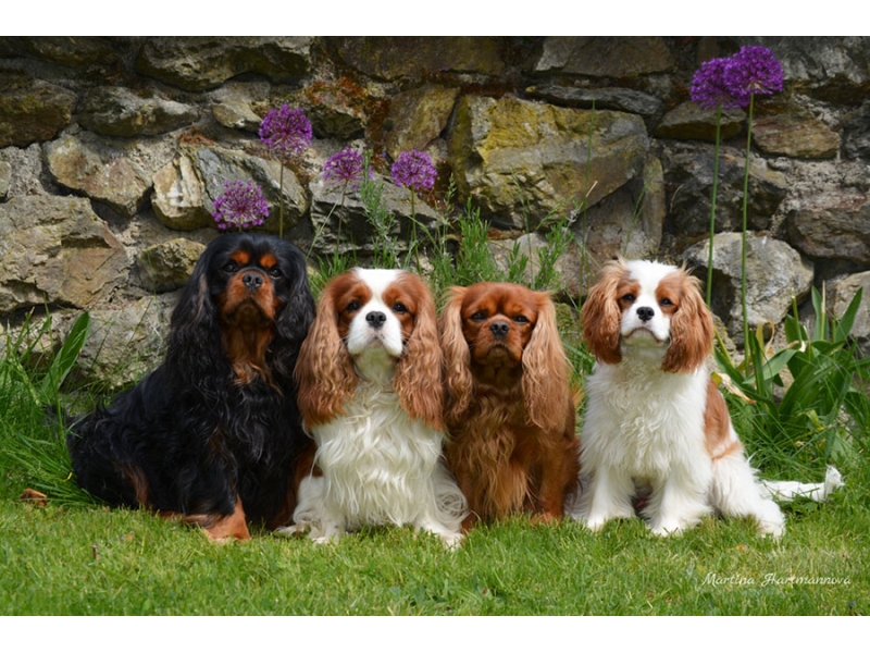 🐶 Kavalír King Charles španěl je malý, společenský pes s vyváženou stavbou těla a velmi klidnou, vyrovnanou a přátelskou povahou. Od pradávna byl chován ve společnosti lidí a jejich přítomnost je pro něj dodnes zásadní. Kavalír potřebuje sdílet svůj život s lidmi a je velmi přizpůsobivý svému majiteli. Dokáže být čilý a aktivní nebo vyložený gaučový povaleč. Je to pes určený k chovu v bytě. Snadno a rád se učí novým věcem a jeho výcvik není náročný. Díky své inteligenci a lásce ke sportu se uplatní v mnoha psích sportovních disciplínách, jakými jsou agility, flyball, dogdancing nebo frisbee. Jeho něžná duše potřebuje pozitivní přístup. Díky své vyrovnané a nezáludné povaze je toto plemeno vhodné i pro začínající chovatele.  