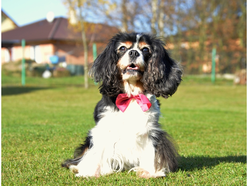 🐶 Kavalír King Charles španěl je malý, společenský pes s vyváženou stavbou těla a velmi klidnou, vyrovnanou a přátelskou povahou. Od pradávna byl chován ve společnosti lidí a jejich přítomnost je pro něj dodnes zásadní. Kavalír potřebuje sdílet svůj život s lidmi a je velmi přizpůsobivý svému majiteli. Dokáže být čilý a aktivní nebo vyložený gaučový povaleč. Je to pes určený k chovu v bytě. Snadno a rád se učí novým věcem a jeho výcvik není náročný. Díky své inteligenci a lásce ke sportu se uplatní v mnoha psích sportovních disciplínách, jakými jsou agility, flyball, dogdancing nebo frisbee. Jeho něžná duše potřebuje pozitivní přístup. Díky své vyrovnané a nezáludné povaze je toto plemeno vhodné i pro začínající chovatele.  