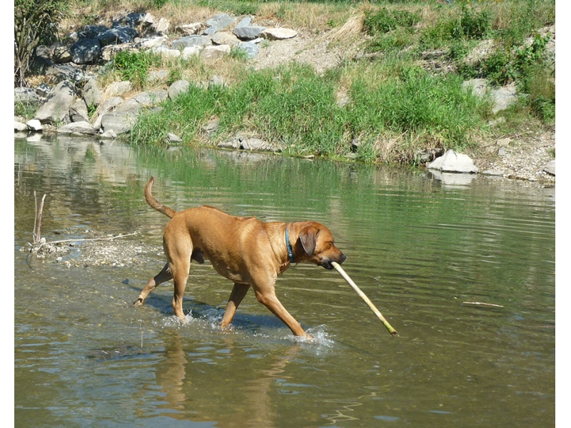 🐶 Rhodéský ridgeback je důstojný a vyrovnaný pes, otevřený a láskyplný vůči svým blízkým, ale rezervovaný vůči cizím lidem. Je to vhodný pes pro sportovně založenou rodinu. Potřebuje zaměstnat, protože platí, že znuděný Rhodéský ridgeback je destruktivní Rhodéský ridgeback. Jinak je to jemný společník, který je ochoten a schopen ochránit svůj domov a rodinu, pokud je to potřeba. Vzhledem k jeho inteligenci, velikosti a síle to není plemeno vhodné pro každého. Nedoporučuje se začínajícím chovatelům bez zkušeností. Pokud ale hledáte silného, sebevědomého psa, nenáročného na péči, který zahrnuje lásku, něžnost a smysl pro humor, bude pro vás Rhodéský ridgeback vynikající volbou.