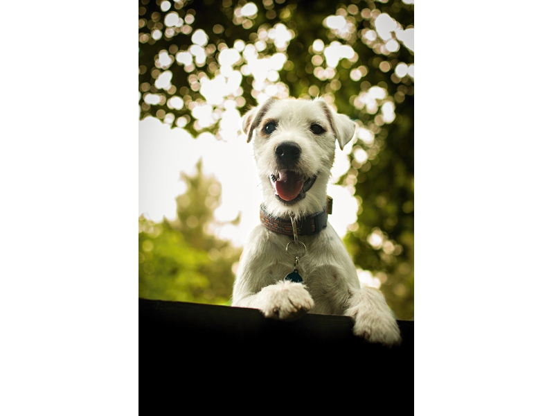 🐶 Parson Russell teriér je odvážný, činorodý a neúnavný pes se silným loveckým pudem. Parson Russel teriér patří mezi lovecké psy, ale v dnešní době se s ním stále častěji setkáváme jako s rodinným psem v rodinách s aktivním životním stylem. Často si jej pořizují milovníci a majitelé koní, protože Parsoni jsou schopní držet krok s koněm a tak doprovázet svého pána při jeho projížďkách. Majitel si musí být vědom toho, že teriéra nepředělá. A právě to je na teriérech to krásné. Kdo chápe jejich povahu a poskytne jim pohyb a zaměstnání, které tito psi nezbytně potřebují, ten získá na mnoho let věrného, veselého, aktivního parťáka, který se neumí nudit a který vyžene nudu i ze života svého pána. Přesto Parson Russell teriér není psem pro každého a ten kdo nemá dostatek času nebo preferuje klidnější způsob života, by se měl při výběru psa poohlédnout po psovi jiné rasy.