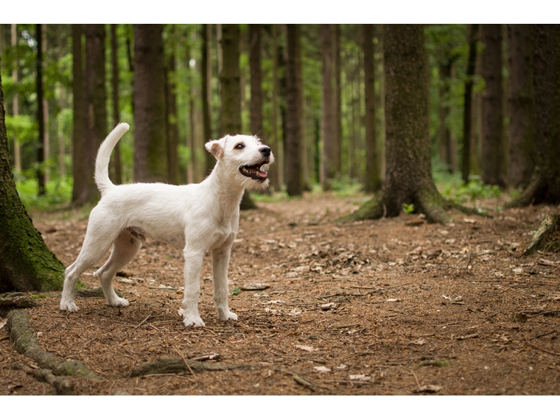 <p class="highlight">🐶 Parson Russell teriér je odvážný, činorodý a neúnavný pes se silným loveckým pudem. <br /></p><div><p>Parson Russel teriér patří mezi lovecké psy, ale v dnešní době se s ním stále častěji setkáváme jako s rodinným psem v rodinách s aktivním životním stylem. Často si jej pořizují milovníci a majitelé koní, protože Parsoni jsou schopní držet krok s koněm a tak doprovázet svého pána při jeho projížďkách. Majitel si musí být vědom toho, že teriéra nepředělá. A právě to je na teriérech to krásné. Kdo chápe jejich povahu a poskytne jim pohyb a zaměstnání, které tito psi nezbytně potřebují, ten získá na mnoho let věrného, veselého, aktivního parťáka, který se neumí nudit a který vyžene nudu i ze života svého pána. Přesto Parson Russell teriér není psem pro každého a ten kdo nemá dostatek času nebo preferuje klidnější způsob života, by se měl při výběru psa poohlédnout po psovi jiné rasy.
</p></div>