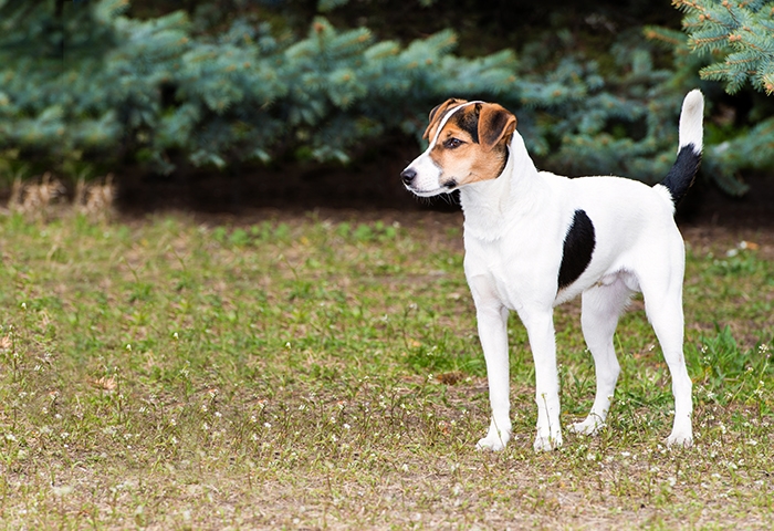 <p class="highlight">🐶 Foxteriér hladkosrstý je zábavný a neunavitelný společník pro všechny aktivní chovatele, kteří budou respektovat jeho teriéří svéhlavost a vlastní rozum. </p>
<div>Přestože je stále častěji chován jako společenské plemeno, pořád zůstává pravým loveckým psem.  Při správné péči, socializaci a dostatečném vybití jeho temperamentu bude plnit skvěle úlohu rodinného společníka. Přesto musí mít majitel na paměti, že má foxík silné lovecké pudy a vyžaduje opravdu dostatek pohybu a aktivit. Je vhodný spíše pro zkušenější kynology, kteří přijmou jeho teriéří povahu se všemi klady i zápory.</div>
<div> </div>