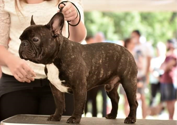 🐶 Francouzský buldoček je skvělý společník, rodinný přítel a výstavní pes. Je to typický pes do městských bytů. Má velmi nízkou toleranci na horko, ale ani chladné nebo vlhké počasí mu nedělá dobře. Tento hravý, citlivý pes je šťastný v přítomnosti členů rodiny a velmi rád se mazlí. Miluje děti a bez problémů snáší přítomnost jiných zvířat v domácnosti. Kvůli krátké dýchací trubici je u buldočků časté chrápání a chrochtání. Často také trpí plynatostí. Pokud jste ochotni tyto jeho nedostatky tolerovat, získáte oddaného, milujícího, někdy tvrdohlavého společníka, který vás bude zahrnovat upřímnou láskou. 