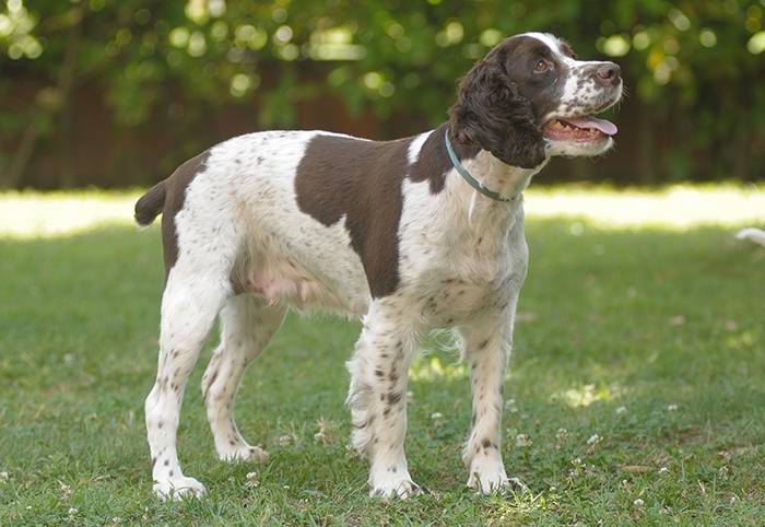 <p class="highlight">🐶 Anglický špringršpaněl je laskavý pes, který nebývá dominantní, rychle a rád se učí.</p>
<div>Bavíme-li se o anglickém špringršpanělovi, můžeme mluvit pouze v superlativech. Tento středně velký pes je nejen skvělý lovecký pes, ale také vynikající společník. Vyniká milou, přátelskou, bezkonfliktní povahou. Právě pro tyto vlastnosti jej stále více lidí chová jako rodinného psa. V posledních zhruba sedmdesáti letech jsou angličtí špringršpanělé chováni jak v pracovních, tak ve výstavních liniích. Vzájemně se od sebe mírně liší. Pracovní psi mívají kratší srst a lepší pracovní předpoklady, zatím co jedinci z výstavních chovů mají delší a bohatší srst a bývají klidnější. Přestože se někdy ozývají hlasy, že se zde postupně vyšlechtila dvě různá plemena, není tomu tak a oba typy jsou posuzovány pod společným standardem. Anglický špringršpaněl je laskavý pes, který nebývá dominantní, rychle a rád se učí, ochotně se přizpůsobuje životnímu stylu svého pána a proto ho lze doporučit i začínajícím chovatelům, kteří chov a výcvik tohoto psa jistě bez problémů zvládnou.</div>
<div> </div>