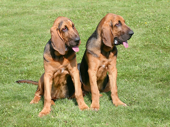 <p class="highlight">🐶 Bloodhound – Pes svatého Huberta je největší pes lovící nosem. Jeho čichové schopnosti jsou fenomenální. </p>
<div>Někdo by možná mylně předpokládal, že slovo „blood“ v názvu rasy charakterizuje psy lačné po krvi, ale opak je pravdou. Jde o velmi klidné a laskavé psy a obávané „blood“ odkazuje na čistokrevný původ psa. Správný význam slova bloodhound je „pes čisté rasy.“ Nejde tedy o „psí bestii,“ ale o „psího šlechtice.“ Bloodhound je největší pes lovící nosem. Jeho čichové schopnosti jsou fenomenální. Bez problémů dokáže sledovat i několik dní starou stopu. Jeho výborného čichu, který je asi 40 krát citlivější než lidský čich, využívají nejen myslivci, ale také policisté a záchranáři při vyhledávání pachatelů, pohřešovaných nebo raněných osob. Pro ně je bloodhound neocenitelným pomocníkem, který skvěle odvádí svou práci a zachraňuje lidské životy.</div>