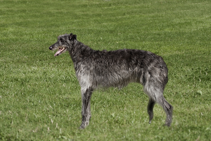 <p class="highlight">🐶 Deerhound / Skotský jelení pes je majestátní pes, který svým vzhledem budí respekt a svým milujícím srdcem a oddaností si získává lásku lidí. </p>
<div>Původně lovecký pes dnes slouží jako společník. Deerhound skvěle vychází se všemi lidmi, včetně dětí a radostně vítá i neznámé lidi. Proto není dobrým hlídačem, ale jako společník je nepřekonatelný. Středně dlouhá srst ho skvěle chrání před nepřízni počasí a mohl by žít venku, ale proto, aby byl šťastný, potřebuje častý kontakt s rodinou a rozhodně nepohrdne pohodlnou pohovkou. Nejlépe mu tedy bude v domě s přístupem na dobře oplocenou zahradu. Tento původně lovecký pes má stále silné lovecké instinkty a bez rozmyslu pronásleduje všechny rychle se pohybující předměty. Na volném prostranství by proto měl být vždy na vodítku, aby nedošlo k jeho zranění nebo usmrcení projíždějícím autem. Přestože je deerhound laskavý a klidný pes, není zcela vhodný pro začínající chovatele, protože má v povaze i notnou dávku vzdorovitosti a rád si dělá co sám uzná za vhodné. Jeho výcvik proto vyžaduje určité zkušenosti.</div>
<div> </div>