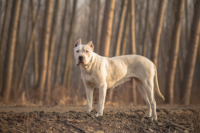 <p class="highlight">🐶 Argentinská doga je velký pes, který původně sloužil k lovu velké zvěře, včetně divokých prasat, pum nebo jaguárů. </p>
<div>Dnes se nejčastěji uplatní jako služební pes u policie nebo v armádě. Chov tohoto plemene vyžaduje značnou dávku zkušeností a trpělivosti při výchově psa, proto rozhodně není vhodný pro nezkušené chovatele. V některých zemích je chov argentinské dogy zcela zakázán nebo je možný jen se zvláštním povolením příslušných úřadů. Argentinská doga je velmi laskavá a oddaná své rodině, ale v její povaze je ostražitost vůči cizím lidem a sklon k dominantnímu chování, který komplikuje soužití s jinými zvířaty. Tento pes nesmí trpět nečinností a samotou, ale potřebuje častý kontakt se svým pánem, dostatek pohybu a odpovídající zaměstnání. Krátká srst neumožňuje chovat psa celoročně venku. Nejlépe mu tedy bude v rodinném domku s přístupem na dobře oplocený pozemek.</div>
<div> </div>