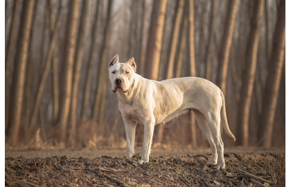 🐶 Argentinská doga je velký pes, který původně sloužil k lovu velké zvěře, včetně divokých prasat, pum nebo jaguárů.  Dnes se nejčastěji uplatní jako služební pes u policie nebo v armádě. Chov tohoto plemene vyžaduje značnou dávku zkušeností a trpělivosti při výchově psa, proto rozhodně není vhodný pro nezkušené chovatele. V některých zemích je chov argentinské dogy zcela zakázán nebo je možný jen se zvláštním povolením příslušných úřadů. Argentinská doga je velmi laskavá a oddaná své rodině, ale v její povaze je ostražitost vůči cizím lidem a sklon k dominantnímu chování, který komplikuje soužití s jinými zvířaty. Tento pes nesmí trpět nečinností a samotou, ale potřebuje častý kontakt se svým pánem, dostatek pohybu a odpovídající zaměstnání. Krátká srst neumožňuje chovat psa celoročně venku. Nejlépe mu tedy bude v rodinném domku s přístupem na dobře oplocený pozemek.  