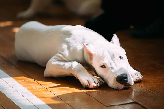 🐶 Argentinská doga je velký pes, který původně sloužil k lovu velké zvěře, včetně divokých prasat, pum nebo jaguárů. Dnes se nejčastěji uplatní jako služební pes u policie nebo v armádě. Chov tohoto plemene vyžaduje značnou dávku zkušeností a trpělivosti při výchově psa, proto rozhodně není vhodný pro nezkušené chovatele. V některých zemích je chov argentinské dogy zcela zakázán nebo je možný jen se zvláštním povolením příslušných úřadů. Argentinská doga je velmi laskavá a oddaná své rodině, ale v její povaze je ostražitost vůči cizím lidem a sklon k dominantnímu chování, který komplikuje soužití s jinými zvířaty. Tento pes nesmí trpět nečinností a samotou, ale potřebuje častý kontakt se svým pánem, dostatek pohybu a odpovídající zaměstnání. Krátká srst neumožňuje chovat psa celoročně venku. Nejlépe mu tedy bude v rodinném domku s přístupem na dobře oplocený pozemek. 
