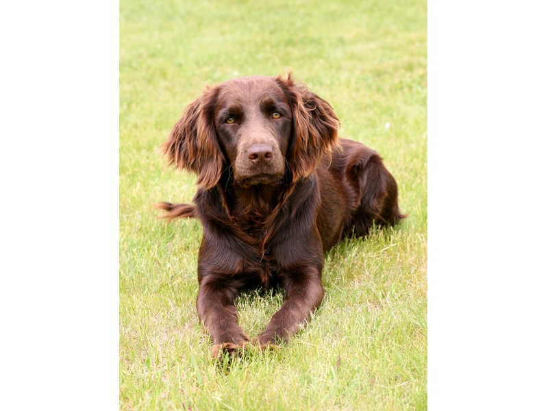 <p class="highlight">U nás je 🐶 německý křepelák známý především v mysliveckých kruzích, kde je ceněný pro své výborné lovecké vlastnosti a je využíván jako univerzální slídicí pes.</p>
<div>Středně velký lovecký pes, který mimo Německo nebývá příliš rozšířený a v některých zemích je takřka neznámý. Mnozí chovatelé zastávají názor, že pokud není německý křepelák využíván pro lovecké účely, je to mrhání jeho schopnostmi. Proto se často zdráhají prodávat svá štěňata mimo loveckou komunitu, aby nedošlo k postupné přeměně loveckého psa na psa společenského, tak jak se to stalo u některých jiných plemen. Německý křepelák je nenáročný pes s dobrým zdravím, který netrpívá dědičnými nemocemi. Jako všichni lovečtí psi potřebuje hodně pohybu. K lidem se chová laskavě a nikdy nebývá agresivní. Dobře vychází i se zvířaty a nemá problém ani s ostatními psy. </div>