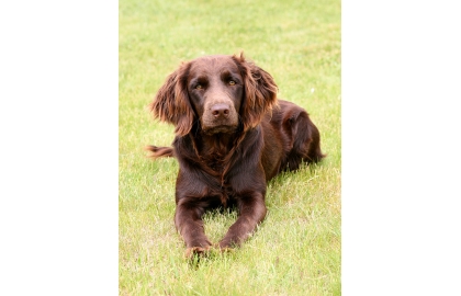 U nás je 🐶 německý křepelák známý především v mysliveckých kruzích, kde je ceněný pro své výborné lovecké vlastnosti a je využíván jako univerzální slídicí pes. Středně velký lovecký pes, který mimo Německo nebývá příliš rozšířený a v některých zemích je takřka neznámý. Mnozí chovatelé zastávají názor, že pokud není německý křepelák využíván pro lovecké účely, je to mrhání jeho schopnostmi. Proto se často zdráhají prodávat svá štěňata mimo loveckou komunitu, aby nedošlo k postupné přeměně loveckého psa na psa společenského, tak jak se to stalo u některých jiných plemen. Německý křepelák je nenáročný pes s dobrým zdravím, který netrpívá dědičnými nemocemi. Jako všichni lovečtí psi potřebuje hodně pohybu. K lidem se chová laskavě a nikdy nebývá agresivní. Dobře vychází i se zvířaty a nemá problém ani s ostatními psy. 