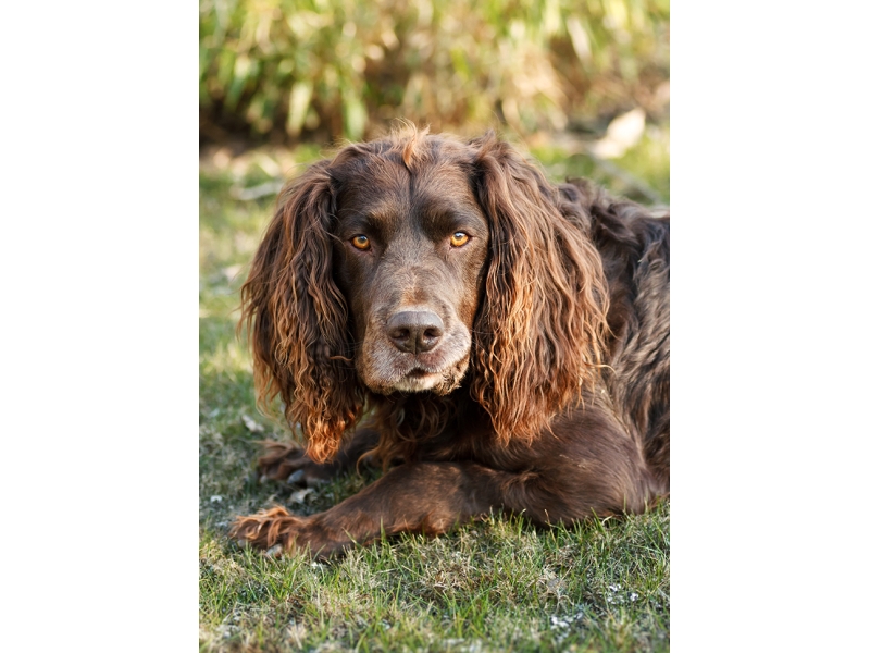 U nás je 🐶 německý křepelák známý především v mysliveckých kruzích, kde je ceněný pro své výborné lovecké vlastnosti a je využíván jako univerzální slídicí pes.Středně velký lovecký pes, který mimo Německo nebývá příliš rozšířený a v některých zemích je takřka neznámý. Mnozí chovatelé zastávají názor, že pokud není německý křepelák využíván pro lovecké účely, je to mrhání jeho schopnostmi. Proto se často zdráhají prodávat svá štěňata mimo loveckou komunitu, aby nedošlo k postupné přeměně loveckého psa na psa společenského, tak jak se to stalo u některých jiných plemen. Německý křepelák je nenáročný pes s dobrým zdravím, který netrpívá dědičnými nemocemi. Jako všichni lovečtí psi potřebuje hodně pohybu. K lidem se chová laskavě a nikdy nebývá agresivní. Dobře vychází i se zvířaty a nemá problém ani s ostatními psy. 