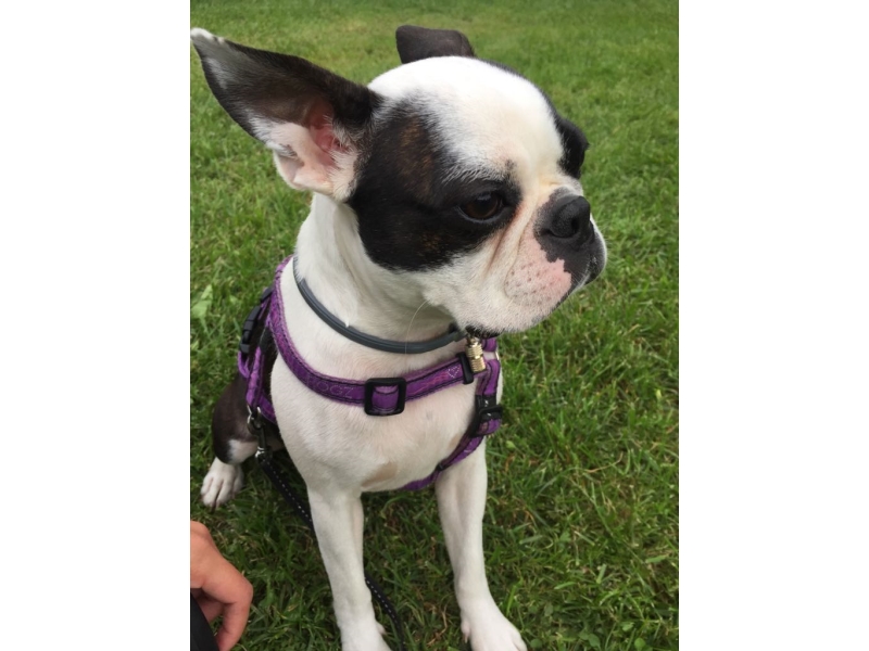 🐶 Bostonský teriér by mohl vzbuzovat dojem, že se jedná o bojové plemeno, opak je pravdou. Je to milovník a ne bojovník. Bostonský teriér je velmi laskavý, milý a společenský pes, který miluje přítomnost své rodiny. Oddaným pohledem svých velkých tmavých očí si dokáže podmanit každého a jako společník je velmi hravý a zábavný, miluje děti a rád si s nimi hraje. Bostonský teriér je předurčený k chovu v bytě a je vhodným společníkem i pro starší lidi a seniory. K jeho drobným mínusům patří sklon k chrápání a plynatostí. To je ale snad jediná vada na kráse tohoto něžného, vitálního, inteligentního a oddaného plemene. 