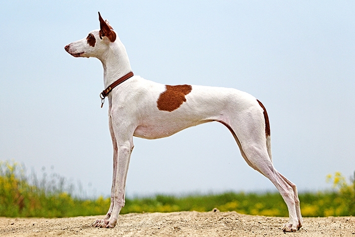 <p class="highlight">🐶 Ibizský podenco je původně lovecký pes, určený k lovu králíků a jiné drobné zvěře bez pomoci lovce. </p>
<div>K lovu tento pes používá čich, zrak i sluch a také své rychlé nohy. Dnes už se však k lovu téměř nepoužívá a své přednosti tak může nejlépe ukázat pouze ve sportu. V současnosti je obvykle chován jako rodinný pes. Ibizský podenco vyniká láskou a oddaností ke své rodině. Je to laskavý pes s veselou a hravou povahou. Skvěle vychází s dětmi a rád se zapojí do jejich her. Dokáže se přizpůsobit městskému životu, stejně jako životu na venkově. Má rád přírodu a rád běhá, ale dodnes má silný lovecký instinkt a snadno se nechá strhnout k pronásledování zvěře. Proto by venku neměl být bez vodítka. Jeho srst mu neposkytuje dostatečnou ochranu vůči chladu. Na to by měl majitel vždy pamatovat a v chladnějším období poskytnout psovi zateplenou vestu nebo obleček. </div>