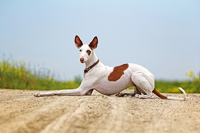 🐶 Ibizský podenco je původně lovecký pes, určený k lovu králíků a jiné drobné zvěře bez pomoci lovce. K lovu tento pes používá čich, zrak i sluch a také své rychlé nohy. Dnes už se však k lovu téměř nepoužívá a své přednosti tak může nejlépe ukázat pouze ve sportu. V současnosti je obvykle chován jako rodinný pes. Ibizský podenco vyniká láskou a oddaností ke své rodině. Je to laskavý pes s veselou a hravou povahou. Skvěle vychází s dětmi a rád se zapojí do jejich her. Dokáže se přizpůsobit městskému životu, stejně jako životu na venkově. Má rád přírodu a rád běhá, ale dodnes má silný lovecký instinkt a snadno se nechá strhnout k pronásledování zvěře. Proto by venku neměl být bez vodítka. Jeho srst mu neposkytuje dostatečnou ochranu vůči chladu. Na to by měl majitel vždy pamatovat a v chladnějším období poskytnout psovi zateplenou vestu nebo obleček. 