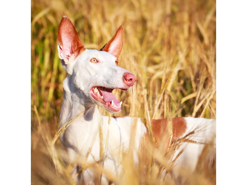 🐶 Ibizský podenco je původně lovecký pes, určený k lovu králíků a jiné drobné zvěře bez pomoci lovce. K lovu tento pes používá čich, zrak i sluch a také své rychlé nohy. Dnes už se však k lovu téměř nepoužívá a své přednosti tak může nejlépe ukázat pouze ve sportu. V současnosti je obvykle chován jako rodinný pes. Ibizský podenco vyniká láskou a oddaností ke své rodině. Je to laskavý pes s veselou a hravou povahou. Skvěle vychází s dětmi a rád se zapojí do jejich her. Dokáže se přizpůsobit městskému životu, stejně jako životu na venkově. Má rád přírodu a rád běhá, ale dodnes má silný lovecký instinkt a snadno se nechá strhnout k pronásledování zvěře. Proto by venku neměl být bez vodítka. Jeho srst mu neposkytuje dostatečnou ochranu vůči chladu. Na to by měl majitel vždy pamatovat a v chladnějším období poskytnout psovi zateplenou vestu nebo obleček. 