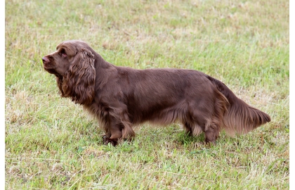 🐶 Sussex španěl patří mezi méně známé zástupce velké rodiny španělů. Tento přátelský a přizpůsobivý pes je vhodný i pro začínající a méně zkušené chovatele.  Na rozdíl od ostatních španělů je pomalejší a je charakteristický výrazným houpavým pohybem. To mu však nic neubírá na vytrvalosti. Sussex španěl je laskavý, věrný a přátelský pes, který má rád lidi i zvířata a nevyvolává spory. Miluje přírodu a pokud máte rádi dlouhé túry po horách, tak  těžko najdete lepšího společníka. Sussex španěl se rychle přizpůsobí každému životnímu prostředí a lze jej chovat jak ve městě, tak na venkově. Je to však citlivý pes, který potřebuje častý kontakt s majitelem a který špatně snáší samotu. Pokud je často sám, může být mrzutý až destruktivní. Dříve byl sussex španěl ceněným loveckým psem, dnes je však chován jako společník. Je s podivem, že takto povahově vyrovnaný a příjemný pes, s malými nároky na péči se nestal celosvětově více rozšířeným. Přes všechny klady je sussex španěl poměrně neznámým a málo chovaným plemenem. Kdo však jednou vlastnil sussex španěla, ten zpravidla zůstává tomuto plemeni věrný. 