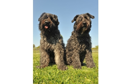 🐶 Flanderský bouvier je původně farmářský pes, který vznikl na území Flander. Odtud má také své jméno.  Dnes se s ním setkáváme jako se služebním psem, nadšeným sportovcem nebo rodinným společníkem. Největší popularitě se těší ve své domovině, ale ani u nás není tento pes zcela neznámý. Vyniká klidnou, rozvážnou povahou, odvahou a naprostou oddaností svému pánovi. Flanderský bouvier je dobrým hlídačem. Jeho vzhled a velikost budí respekt, ale v nitru je to přemýšlivý pes, který nejedná zbrkle, ale který nad svým jednáním uvažuje a nikdy nebývá zbytečně agresivní. Ve smečce je ochotný spolupracovat s ostatními psy, takže jeho soužití s jinými psy bývá bezproblémové. Přestože je rozhodný a samostatný, reaguje dobře na pozitivní a důsledný výcvik a naučené povely si dobře pamatuje. Pokud má dostatečný kontakt s majitelem, lze jej i v našich klimatických podmínkách chovat celoročně venku. Protože je flanderský bouvier poměrně náročný na pohyb, měl by si jej pořizovat jen aktivní a sportovně založený chovatel. 