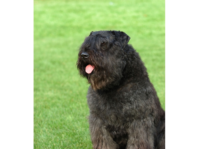 🐶 Flanderský bouvier je původně farmářský pes, který vznikl na území Flander. Odtud má také své jméno. Dnes se s ním setkáváme jako se služebním psem, nadšeným sportovcem nebo rodinným společníkem. Největší popularitě se těší ve své domovině, ale ani u nás není tento pes zcela neznámý. Vyniká klidnou, rozvážnou povahou, odvahou a naprostou oddaností svému pánovi. Flanderský bouvier je dobrým hlídačem. Jeho vzhled a velikost budí respekt, ale v nitru je to přemýšlivý pes, který nejedná zbrkle, ale který nad svým jednáním uvažuje a nikdy nebývá zbytečně agresivní. Ve smečce je ochotný spolupracovat s ostatními psy, takže jeho soužití s jinými psy bývá bezproblémové. Přestože je rozhodný a samostatný, reaguje dobře na pozitivní a důsledný výcvik a naučené povely si dobře pamatuje. Pokud má dostatečný kontakt s majitelem, lze jej i v našich klimatických podmínkách chovat celoročně venku. Protože je flanderský bouvier poměrně náročný na pohyb, měl by si jej pořizovat jen aktivní a sportovně založený chovatel.