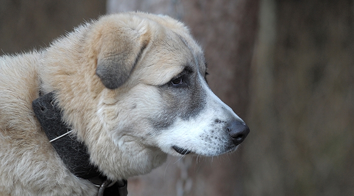 🐶 Anatolský pastevecký pes je velký, nezávislý a odvážný pes, který byl vyšlechtěn k ochraně stád a majetku. Silné teritoriální cítění a vrozená samostatnost s něj dělá neústupného psa, který si velmi pečlivě hlídá a chrání své území nejen ve dne, ale také v noci. Naprosto nezbytná je důkladná socializace ve štěněcím věku a důsledný výcvik. Anatolský pastevecký pes je pracovní plemeno, které vyžaduje určité zkušenosti ze strany chovatele a nedoporučuje se jako pes pro seniory nebo rodiny s malými dětmi. Není to pes vhodný k chovu ve městech, ale patří na venkovské farmy, kde bude nejspokojenější a kde také uplatní své vrozené předpoklady. Přestože se už i u nás podařilo odchovat několik vrhů štěňat, setkáváme se s tímto tureckým plemenem spíše ojediněle.