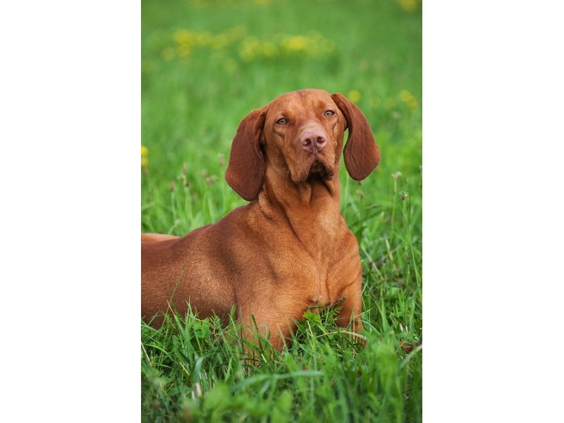 🐶 Maďarský ohař krátkosrstý/ Vizsla je nejen skvělý lovecký pes, ale i vynikající společník a rodinný pes. U nás je krátkosrstý maďarský ohař mnohem více rozšířený, než jeho drátosrstý příbuzný. Maďarský krátkosrstý ohař je energické plemeno s vyváženou, láskyplnou povahou. Se svými lidmi si rád povídá a často s nimi komunikuje pomocí štěkání, mručení a kňučení. Není vhodný pro zaneprázdněnou rodinu, protože potřebuje častý kontakt s lidmi a hodně pohybu, jinak trpí separační úzkostí a může být destruktivní. Své uplatnění najde Vizsla jako všestranný lovecký pes, účastník různých psích sportů (flyball, dogtrekking, agility, frisbee, poslušnost nebo lovecké schopnosti) nebo jako věrný společník v aktivní rodině. Pro uchovnění je nutné složení pracovní zkoušky.