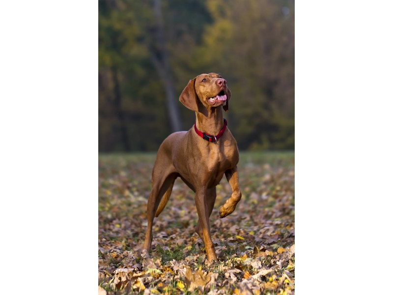 🐶 Maďarský ohař krátkosrstý/ Vizsla je nejen skvělý lovecký pes, ale i vynikající společník a rodinný pes. U nás je krátkosrstý maďarský ohař mnohem více rozšířený, než jeho drátosrstý příbuzný. Maďarský krátkosrstý ohař je energické plemeno s vyváženou, láskyplnou povahou. Se svými lidmi si rád povídá a často s nimi komunikuje pomocí štěkání, mručení a kňučení. Není vhodný pro zaneprázdněnou rodinu, protože potřebuje častý kontakt s lidmi a hodně pohybu, jinak trpí separační úzkostí a může být destruktivní. Své uplatnění najde Vizsla jako všestranný lovecký pes, účastník různých psích sportů (flyball, dogtrekking, agility, frisbee, poslušnost nebo lovecké schopnosti) nebo jako věrný společník v aktivní rodině. Pro uchovnění je nutné složení pracovní zkoušky.