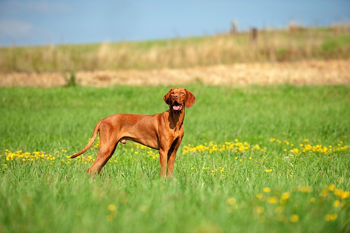 <p class="highlight">🐶 Maďarský ohař krátkosrstý/ Vizsla je nejen skvělý lovecký pes, ale i vynikající společník a rodinný pes. </p>
<div>U nás je krátkosrstý maďarský ohař mnohem více rozšířený, než jeho drátosrstý příbuzný. Maďarský krátkosrstý ohař je energické plemeno s vyváženou, láskyplnou povahou. Se svými lidmi si rád povídá a často s nimi komunikuje pomocí štěkání, mručení a kňučení. Není vhodný pro zaneprázdněnou rodinu, protože potřebuje častý kontakt s lidmi a hodně pohybu, jinak trpí separační úzkostí a může být destruktivní. Své uplatnění najde Vizsla jako všestranný lovecký pes, účastník různých psích sportů (flyball, dogtrekking, agility, frisbee, poslušnost nebo lovecké schopnosti) nebo jako věrný společník v aktivní rodině. Pro uchovnění je nutné složení pracovní zkoušky.</div>