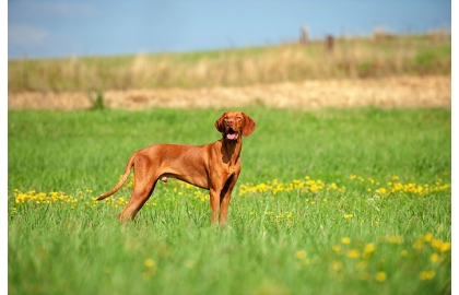 🐶 Maďarský ohař krátkosrstý/ Vizsla je nejen skvělý lovecký pes, ale i vynikající společník a rodinný pes.  U nás je krátkosrstý maďarský ohař mnohem více rozšířený, než jeho drátosrstý příbuzný. Maďarský krátkosrstý ohař je energické plemeno s vyváženou, láskyplnou povahou. Se svými lidmi si rád povídá a často s nimi komunikuje pomocí štěkání, mručení a kňučení. Není vhodný pro zaneprázdněnou rodinu, protože potřebuje častý kontakt s lidmi a hodně pohybu, jinak trpí separační úzkostí a může být destruktivní. Své uplatnění najde Vizsla jako všestranný lovecký pes, účastník různých psích sportů (flyball, dogtrekking, agility, frisbee, poslušnost nebo lovecké schopnosti) nebo jako věrný společník v aktivní rodině. Pro uchovnění je nutné složení pracovní zkoušky.