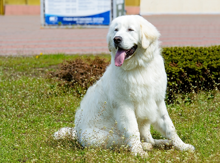 <p class="highlight">Maďarský 🐶 kuvasz je velký bílý pes, který má silné teritoriální cítění a silné ochranitelské instinkty.</p>

<div>Mnoho lidí si plete maďarského kuvasze se slovenským čuvačem. Mohlo by se zdát, že se jedná jen o dva názvy jednoho plemene, ale ve skutečnosti jde o dvě podobné, ale přece jen rozdílné rasy. Je pravdou, že maďarští chovatelé považovali slovenského čuvače za varietu svého kuvasze, ale v roce 1969 bylo po přezkoumání obou standardů definitivně rozhodnuto, že jde o dvě samostatná plemena, která budou nadále chována samostatně. Maďarský kuvasz je velký bílý pes, který má silné teritoriální cítění a silné ochranitelské instinkty. Své rodinné „stádo“ chrání důsledně a neohroženě a v případě potřeby je ochoten nasadit i vlastní život. Za druhé světové války se tato odhodlanost stala plemeni téměř osudnou, protože mnoho psů bylo při ochraně své rodiny zabito vojáky postupujících vojsk a na konci války žily v Maďarsku asi jen tři desítky kuvaszů. Kuvasz je psem vhodným na venkov, ale městský život mu nesvědčí. Jeho nezávislost a samostatné rozhodování znesnadňují výcvik a proto lze maďarského kuvasze doporučit jen zkušeným chovatelům.</div>
<div> </div>