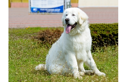 Maďarský 🐶 kuvasz je velký bílý pes, který má silné teritoriální cítění a silné ochranitelské instinkty.  Mnoho lidí si plete maďarského kuvasze se slovenským čuvačem. Mohlo by se zdát, že se jedná jen o dva názvy jednoho plemene, ale ve skutečnosti jde o dvě podobné, ale přece jen rozdílné rasy. Je pravdou, že maďarští chovatelé považovali slovenského čuvače za varietu svého kuvasze, ale v roce 1969 bylo po přezkoumání obou standardů definitivně rozhodnuto, že jde o dvě samostatná plemena, která budou nadále chována samostatně. Maďarský kuvasz je velký bílý pes, který má silné teritoriální cítění a silné ochranitelské instinkty. Své rodinné „stádo“ chrání důsledně a neohroženě a v případě potřeby je ochoten nasadit i vlastní život. Za druhé světové války se tato odhodlanost stala plemeni téměř osudnou, protože mnoho psů bylo při ochraně své rodiny zabito vojáky postupujících vojsk a na konci války žily v Maďarsku asi jen tři desítky kuvaszů. Kuvasz je psem vhodným na venkov, ale městský život mu nesvědčí. Jeho nezávislost a samostatné rozhodování znesnadňují výcvik a proto lze maďarského kuvasze doporučit jen zkušeným chovatelům.  