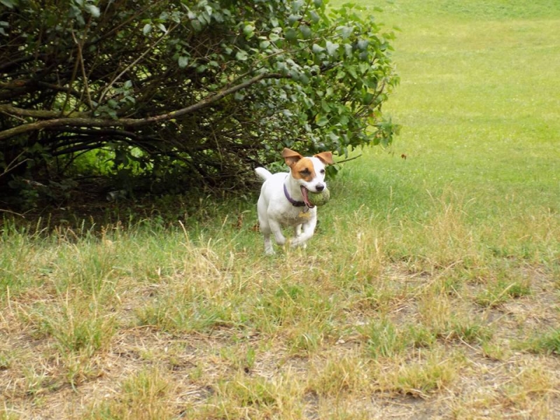 🐶 Jack Russell teriér je energický lovecký pes malého vzrůstu. Má velmi přátelskou povahu a miluje všechny děti bez rozdílu. Zástupci této rasy nejsou a nikdy nebudou gaučovými povaleči. Pokud ho nezaměstnáte, bude se nudit a sám si vyhledá nějakou činnost. Bude štěkat, hrabat, roztrhá pohovku nebo koberec, zkrátka udělá vše pro to, aby si krátil dlouhou chvíli. Je nutné počítat s jeho přirozeným loveckým instinktem, ale pokud od malička vyrůstá s jinými zvířaty v domácnosti, naučí se je respektovat a neublíží jim. Jack Russell teriér potřebuje důslednou výchovu. Tito psi jsou od přírody samostatní a zvyklí se sami rozhodovat. Příliš benevolentnímu majiteli brzo přerostou přes hlavu a budou si dělat, co se jim zlíbí. Naopak správně vychovaný Jackee bude milým a oddaným členem rodiny a bude svému majiteli přinášet každodenní radost, lásku a bude ho bavit svou hravostí.  