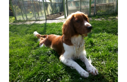 🐶 Velššpringršpaněl je symetrický, středně velký, veselý, velmi aktivní lovecký pes, bez stopy agresivity nebo nervozity. Je to přítulný optimista, velmi vhodný k dětem. Původně byl vyšlechtěn k plašení a přinášení ptactva a tyto lovecké instinkty v něm dodnes přetrvávají. Jeho lovecký instinkt a nadšení pro lov je tak velké, že je nutné být stále ve střehu a zastavit psa dříve, než se rozběhne za svou kořistí. Velššpringršpaněl miluje přírodu a dlouhé procházky za každého počasí, stejně tak voda a koupání v řekách mu působí velké potěšení. Díky jejich hravosti je lze cvičit i v agility, bude je bavit také flyball nebo stopování. Tito psi mají jemnou osobnost a přestože jsou dobře cvičitelní, nebudou reagovat na drsné tréninkové metody. Velššpringršpanělé se svými majiteli často komunikují štěkotem a důsledně oznamují, že se někdo blíží. Šťastně a radostným štěkáním vítají známé a přátele, hlasitěji a ostřeji štěkají na cizí a vetřelce.  Pokud mají odpovídající úkryt před horkem a chladem, například zastřešený kotec, mohou být drženi celoročně venku. Velššpringršpanělé ale milují svou rodinu a pokud mají tu možnost, budou rádi sdílet domácnost se svými pány a ocení jejich společnost. 