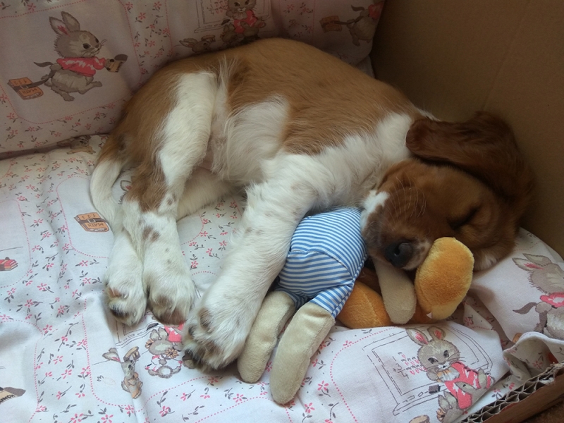 🐶 Velššpringršpaněl je symetrický, středně velký, veselý, velmi aktivní lovecký pes, bez stopy agresivity nebo nervozity. Je to přítulný optimista, velmi vhodný k dětem. Původně byl vyšlechtěn k plašení a přinášení ptactva a tyto lovecké instinkty v něm dodnes přetrvávají. Jeho lovecký instinkt a nadšení pro lov je tak velké, že je nutné být stále ve střehu a zastavit psa dříve, než se rozběhne za svou kořistí. Velššpringršpaněl miluje přírodu a dlouhé procházky za každého počasí, stejně tak voda a koupání v řekách mu působí velké potěšení. Díky jejich hravosti je lze cvičit i v agility, bude je bavit také flyball nebo stopování. Tito psi mají jemnou osobnost a přestože jsou dobře cvičitelní, nebudou reagovat na drsné tréninkové metody. Velššpringršpanělé se svými majiteli často komunikují štěkotem a důsledně oznamují, že se někdo blíží. Šťastně a radostným štěkáním vítají známé a přátele, hlasitěji a ostřeji štěkají na cizí a vetřelce.  Pokud mají odpovídající úkryt před horkem a chladem, například zastřešený kotec, mohou být drženi celoročně venku. Velššpringršpanělé ale milují svou rodinu a pokud mají tu možnost, budou rádi sdílet domácnost se svými pány a ocení jejich společnost. 