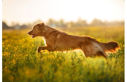 🐶 Nova Scotia Duck Tolling Retrívr (Toller) má vrozenou lásku k vodě a neutuchající chuť aportovat.   Je znám také pod jmény kanadský retrívr, novoskotský retrívr nebo toller. Je to středně velký lovecký pes, jehož hlavním úkolem bývalo nalákat kachny do blízkosti lovce a následně aportovat zastřelené kusy. Díky své inteligenci a přátelské a bezkonfliktní povaze se stále častěji využívá také jako rodinný, společenský nebo asistenční pes. Kanadský retrívr není žádný gaučový pes, ale je to aktivní pes, který je vždy připraven k práci. Kromě lovecké práce může vykonávat různé psí sporty, ve kterých uplatní jak svou energii, tak svou bystrou mysl. Z hlediska péče se jedná o nenáročného a přizpůsobivého psa, kterého lze doporučit do každé rodiny, která mu bude schopna zajistit dostatek pohybu.