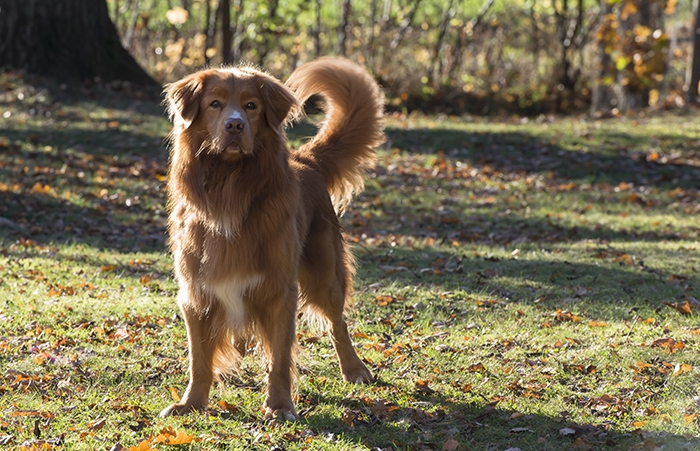 🐶 Nova Scotia Duck Tolling Retrívr (Toller) má vrozenou lásku k vodě a neutuchající chuť aportovat.  Je znám také pod jmény kanadský retrívr, novoskotský retrívr nebo toller. Je to středně velký lovecký pes, jehož hlavním úkolem bývalo nalákat kachny do blízkosti lovce a následně aportovat zastřelené kusy. Díky své inteligenci a přátelské a bezkonfliktní povaze se stále častěji využívá také jako rodinný, společenský nebo asistenční pes. Kanadský retrívr není žádný gaučový pes, ale je to aktivní pes, který je vždy připraven k práci. Kromě lovecké práce může vykonávat různé psí sporty, ve kterých uplatní jak svou energii, tak svou bystrou mysl. Z hlediska péče se jedná o nenáročného a přizpůsobivého psa, kterého lze doporučit do každé rodiny, která mu bude schopna zajistit dostatek pohybu.