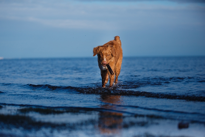 🐶 Nova Scotia Duck Tolling Retrívr (Toller) má vrozenou lásku k vodě a neutuchající chuť aportovat.  Je znám také pod jmény kanadský retrívr, novoskotský retrívr nebo toller. Je to středně velký lovecký pes, jehož hlavním úkolem bývalo nalákat kachny do blízkosti lovce a následně aportovat zastřelené kusy. Díky své inteligenci a přátelské a bezkonfliktní povaze se stále častěji využívá také jako rodinný, společenský nebo asistenční pes. Kanadský retrívr není žádný gaučový pes, ale je to aktivní pes, který je vždy připraven k práci. Kromě lovecké práce může vykonávat různé psí sporty, ve kterých uplatní jak svou energii, tak svou bystrou mysl. Z hlediska péče se jedná o nenáročného a přizpůsobivého psa, kterého lze doporučit do každé rodiny, která mu bude schopna zajistit dostatek pohybu.