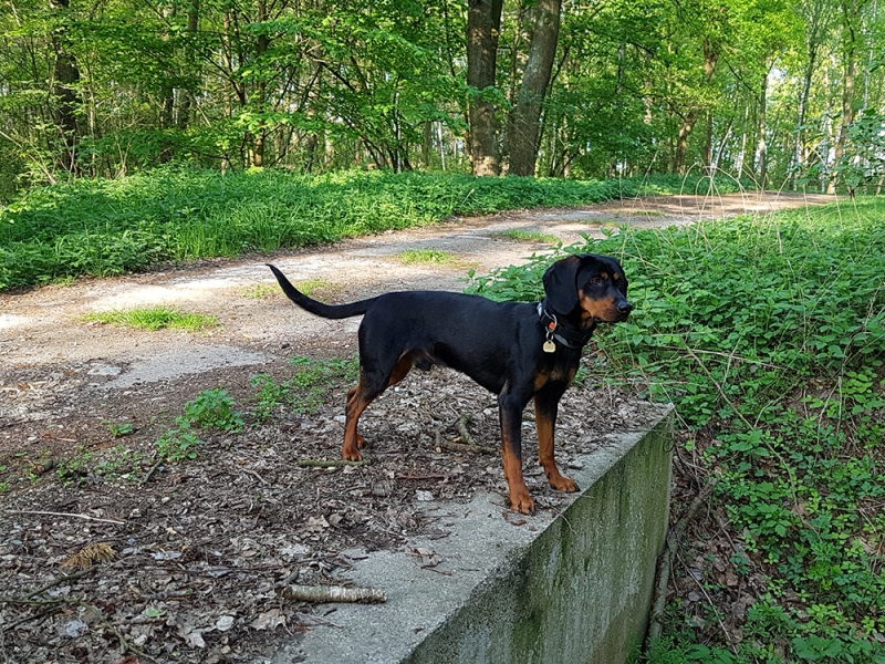 <p class="highlight">🐶 Rakouský krátkosrstý brakýř je středně velký všestranný lovecký pes s výborným charakterem a vyrovnanou povahou. </p>
<div>Své uplatnění najde především mezi lovci a myslivci. V Rakousku je Brandlbraka natolik populární, že zájemci o štěně musí nejednou dlouho čekat, až na ně přijde řada. Chovatelé jsou navíc mnohdy velmi vybíraví a svá štěňata často prodávají jen zájemcům z řad myslivců. Historie plemene je velmi dlouhá a sahá až k Římanům. Mezi nejvýznamnější chovatele pak patřili zejména Keltové, ale až v období 19. století začíná skutečný čistokrevný chov dle přesně daného standardu. Rakouský krátkosrstý honič je celosvětově rozšířeným plemenem, ale nejvíce se s ním můžeme potkávat v Rakousku a Německu.</div>