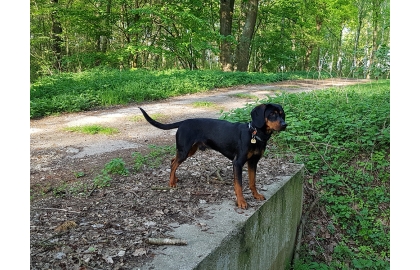 🐶 Rakouský krátkosrstý brakýř je středně velký všestranný lovecký pes s výborným charakterem a vyrovnanou povahou.  Své uplatnění najde především mezi lovci a myslivci. V Rakousku je Brandlbraka natolik populární, že zájemci o štěně musí nejednou dlouho čekat, až na ně přijde řada. Chovatelé jsou navíc mnohdy velmi vybíraví a svá štěňata často prodávají jen zájemcům z řad myslivců. Historie plemene je velmi dlouhá a sahá až k Římanům. Mezi nejvýznamnější chovatele pak patřili zejména Keltové, ale až v období 19. století začíná skutečný čistokrevný chov dle přesně daného standardu. Rakouský krátkosrstý honič je celosvětově rozšířeným plemenem, ale nejvíce se s ním můžeme potkávat v Rakousku a Německu.