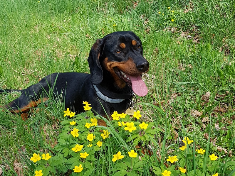 🐶 Rakouský krátkosrstý brakýř je středně velký všestranný lovecký pes s výborným charakterem a vyrovnanou povahou. Své uplatnění najde především mezi lovci a myslivci. V Rakousku je Brandlbraka natolik populární, že zájemci o štěně musí nejednou dlouho čekat, až na ně přijde řada. Chovatelé jsou navíc mnohdy velmi vybíraví a svá štěňata často prodávají jen zájemcům z řad myslivců. Historie plemene je velmi dlouhá a sahá až k Římanům. Mezi nejvýznamnější chovatele pak patřili zejména Keltové, ale až v období 19. století začíná skutečný čistokrevný chov dle přesně daného standardu. Rakouský krátkosrstý honič je celosvětově rozšířeným plemenem, ale nejvíce se s ním můžeme potkávat v Rakousku a Německu.